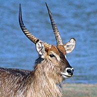 Twee waterbokken (Kobus ellipsiprymnus) zij aan zij in het Kruger Nationaal Park, Zuid-Afrika