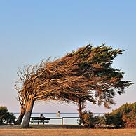 Omgebogen bomen door aanhoudende westenwind op het eiland Ile d'Oléron, Charente-Maritime, Frankrijk
<BR><BR>Zie ook www.arterra.be</P>