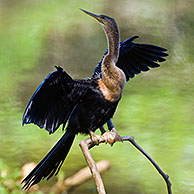 Amerikaanse slangenhalsvogel (Anhinga anhinga), Carara NP, Costa Rica
<BR><BR>Zie ook www.arterra.be</P>