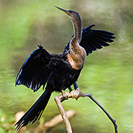 Amerikaanse slangenhalsvogel (Anhinga anhinga), Carara NP, Costa Rica
<BR><BR>Zie ook www.arterra.be</P>