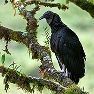 Zwarte gier (Coragyps atratus) in boom, Tapanti NP, Costa Rica