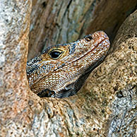 Zwarte leguaan (Ctenosaura similis) in boom, Manuel Antonio NP, Costa Rica