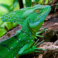 Groene basilisk (Basiliscus plumifrons), Costa Rica
<BR><BR>Zie ook www.arterra.be</P>