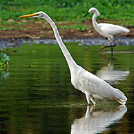 Grote zilverreiger (Ardea / Casmerodius alba) en Amerikaanse kleine zilverreiger (Egretta thula) in moeras, Carara NP, Costa Rica