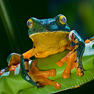Barred Leaf frog / Splendid Leaf Frog (Agalychnis calcarifer) op palmblad, Costa Rica
<BR><BR>Zie ook www.arterra.be</P>