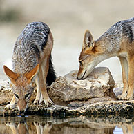 Twee zadeljakhalzen (Canis mesomelas) aan drinkplaats in de Kalahari woestijn, Kgalagadi Transfrontier Park, Zuid-Afika