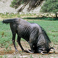 Blauwe gnoe (Connochaetes taurinus) kudde in de Kalahari woestijn, Kgalagadi Transfrontier Park, Zuid-Afika