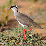 Kroonplevier  / Diadeemkievit (Vanellus coronatus) in de Kalahari woestijn, Kgalagadi Transfrontier Park, Zuid-Afika
