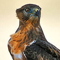 Jakhalsbuizerd (Buteo rufofuscus) in de Kalahari woestijn, Kgalagadi Transfrontier Park, Zuid-Afrika
