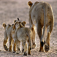 Jonge Afrikaanse leeuw (Panthera leo) in de Kalahari woestijn, Kgalagadi Transfrontier Park, Zuid-Afika
