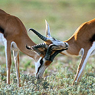 Twee mannetjes springbok (Antidorcas marsupialis) vechtend tijdens zonsopgang in de Kalahari woestijn, Kgalagadi Transfrontier Park, Zuid-Afika