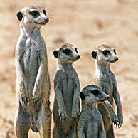 Stokstaartjes (Suricata suricatta) op de uitkijk in de Kalahari woestijn, Kgalagadi Transfrontier Park, Zuid-Afika
