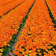 Rijen met kleurrijke tulpen in tulpenveld (Tulipa sp.) in Nederland
