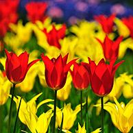 Kleurrijke tulpen (Tulipa sp.) in bloementuin van keukenhof, Nederland
