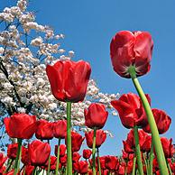 Kleurrijke tulpen (Tulipa sp.) en Japanse sierkers (Prunus serrulata) in bloementuin van keukenhof, Nederland
