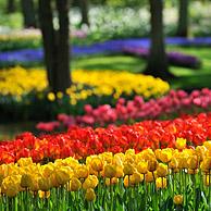 Kleurrijke tulpen (Tulipa sp.) in bloementuin van Keukenhof, Nederland
