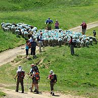 Herder en toeristen leiden kudde schapen naar alm in de bergen op de Col du Soulor, Pyreneeën, Frankrijk
